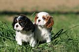 CAVALIER KING CHARLES 703
